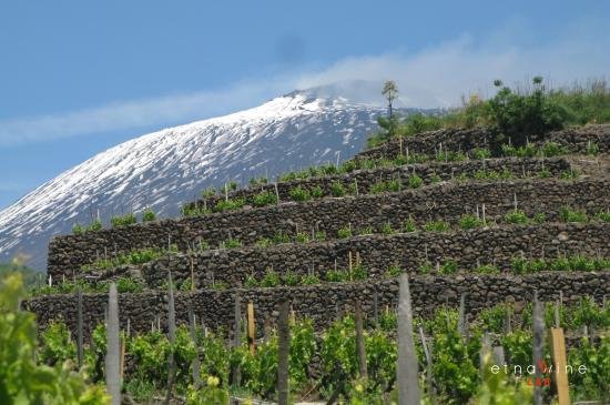 The Terroir-Driven Wines of Southern Italy