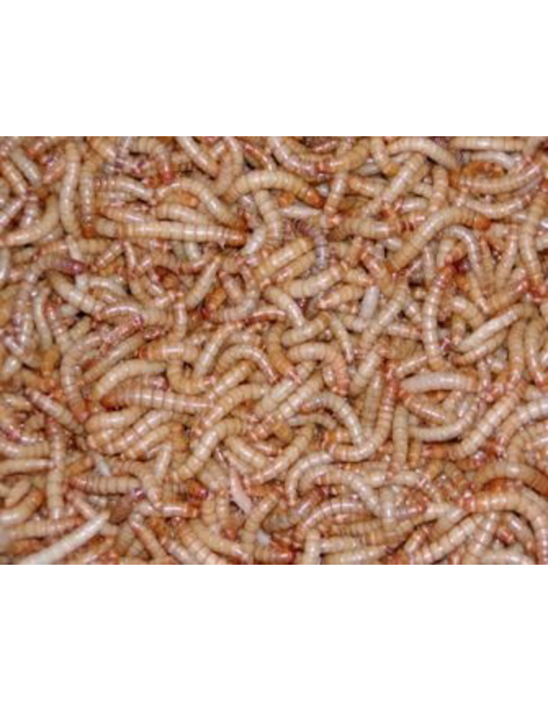 Reptiles MEALWORMS (100 LOT) Rick's Pet Stores Inc.
