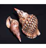 Darlenes Shells Triton Shell 9"-10"