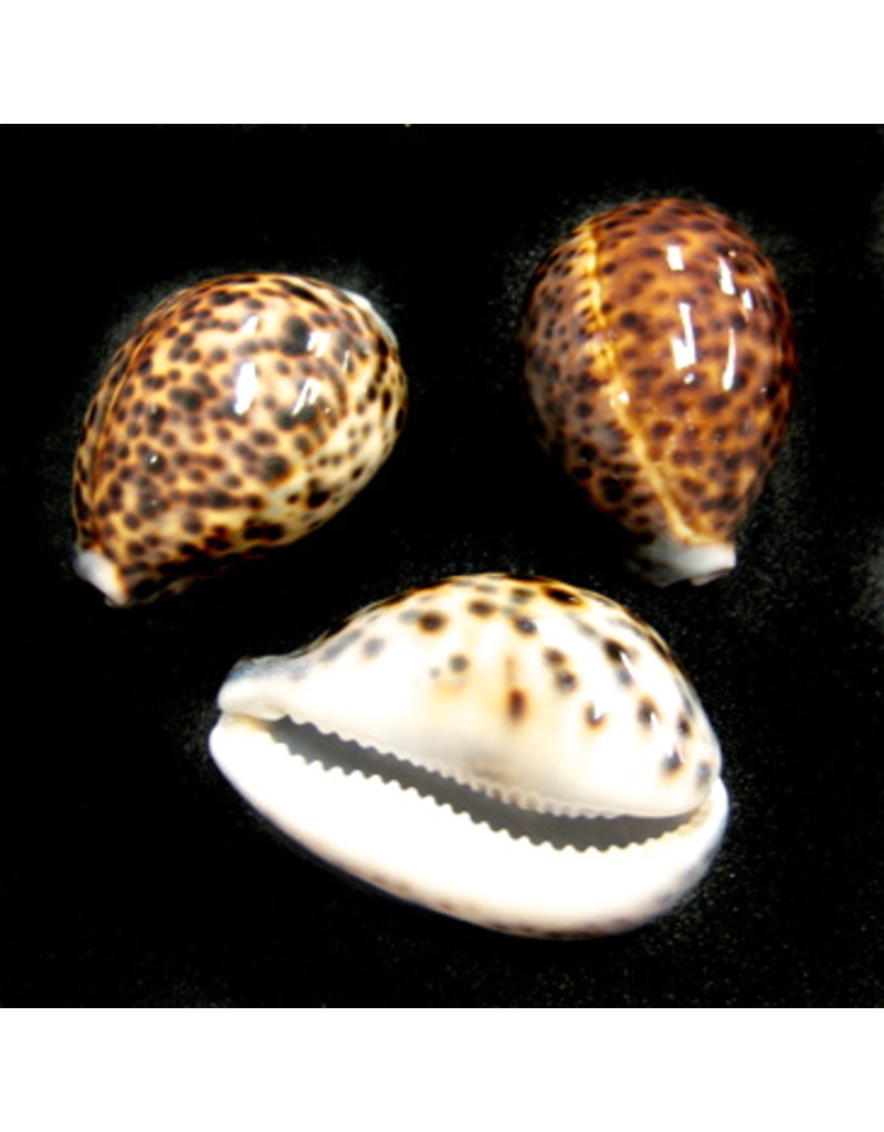 Darlenes Shells Cowrie Tiger Shell 3.5"-4"