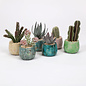 One Hundred 80 Degrees One Hundred 80 Degrees Cactus in Pot Assorted SOLD INDIVIDUALLY