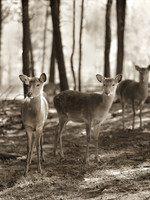 Val Shaff Val Shaff x Three Deer in Woods