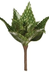 Sullivan Aloe
