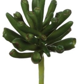 Sullivan Succulent