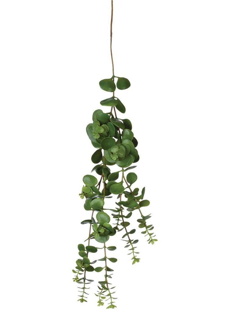 Sullivan Hanging Succulent