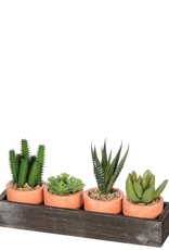 Sullivan Tray with 4 Potted Cactus