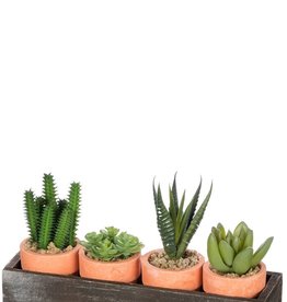Sullivan Tray with 4 Potted Cactus