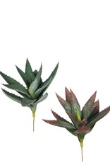 Sullivan Aloe Succulent 9.5x8.5x11”