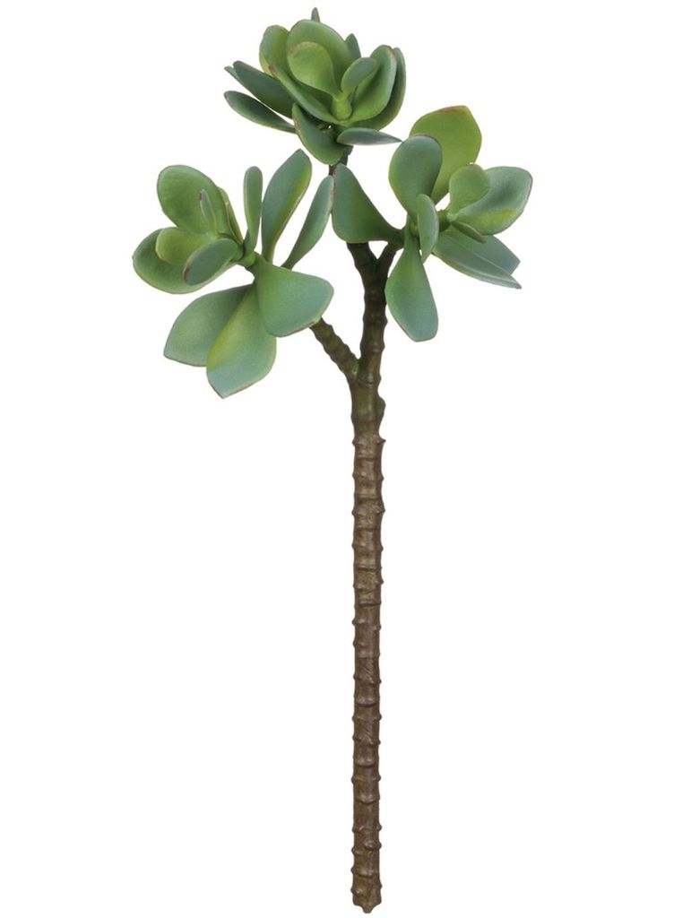 Sullivan Jade Plant