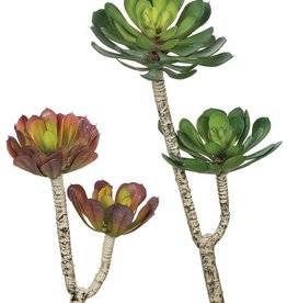 Sullivan Aeonium Spray (2 assorted)