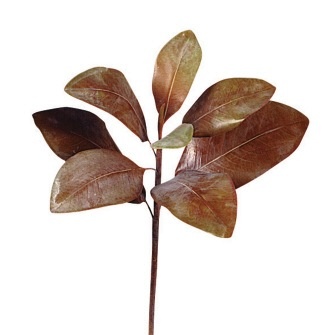 Sullivan Magnolia Foliage Rust/Green 25"