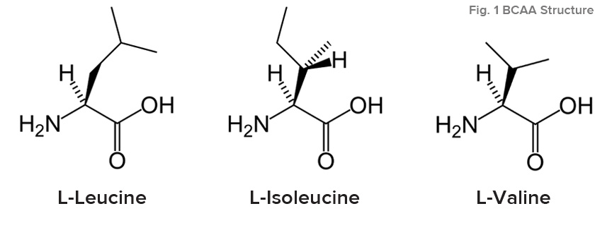 what are branch chained amino scids