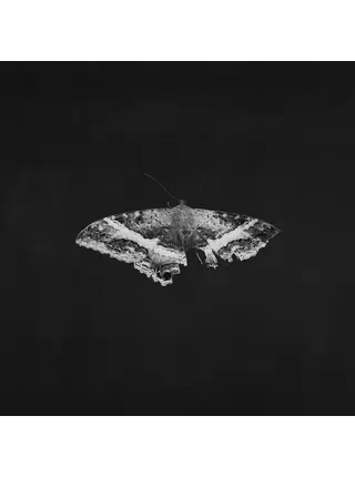 Kendrick Lamar - To Pimp A Butterfly ( X ) 10th. Anniversary Edition , 2LP Vinyl with Alternate Artwork