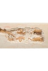 mindware dig it up tyrannosaurus rex