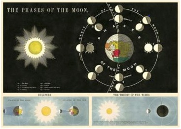 Poster The Phases Of The Moon