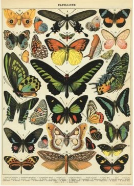 Poster Butterfly