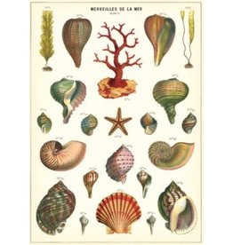 Poster Shells