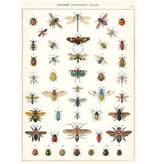Poster Insects 1