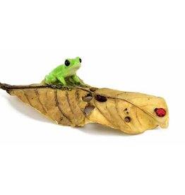 Frog on Leaf