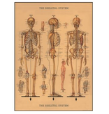 Poster-Skeleton