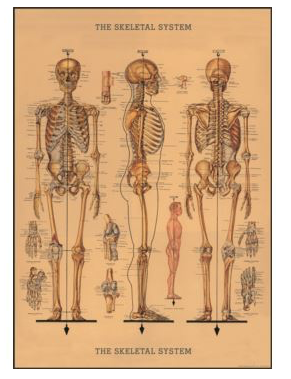 Poster Skeleton