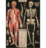 Poster L'Anatomie