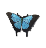 Fridge Magnet- Ulysess Butterfly