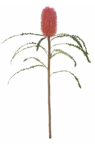 Banksia Cone Stem
