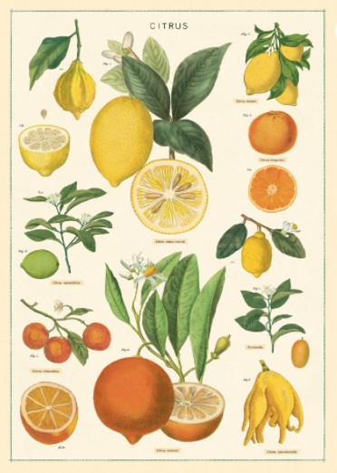Poster Citrus