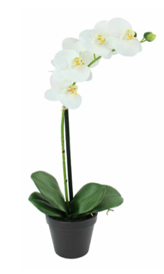 Orchid - Medium White