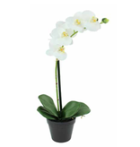 Orchid - Small White