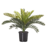ISAlbi Cycad Bush - Small