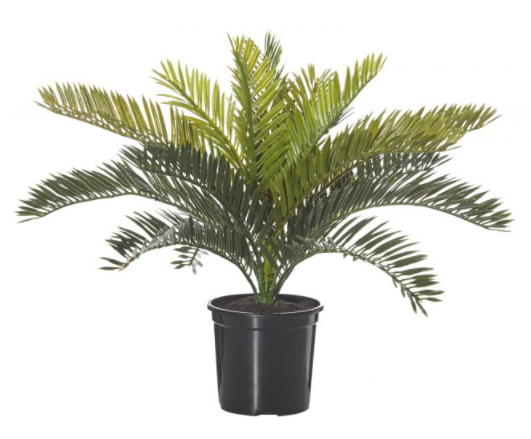 ISAlbi Cycad Bush - Small