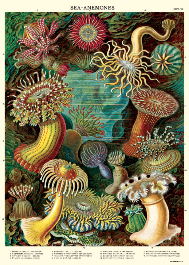 Poster Sea Anemones
