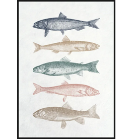 Framed Canvas - Assorted Fish