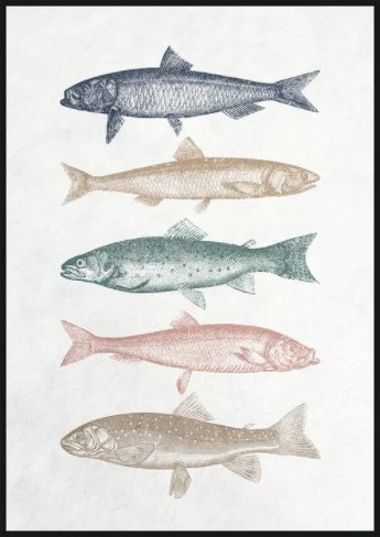 Framed Canvas - Assorted Fish