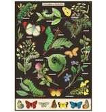 Poster- Caterpillar