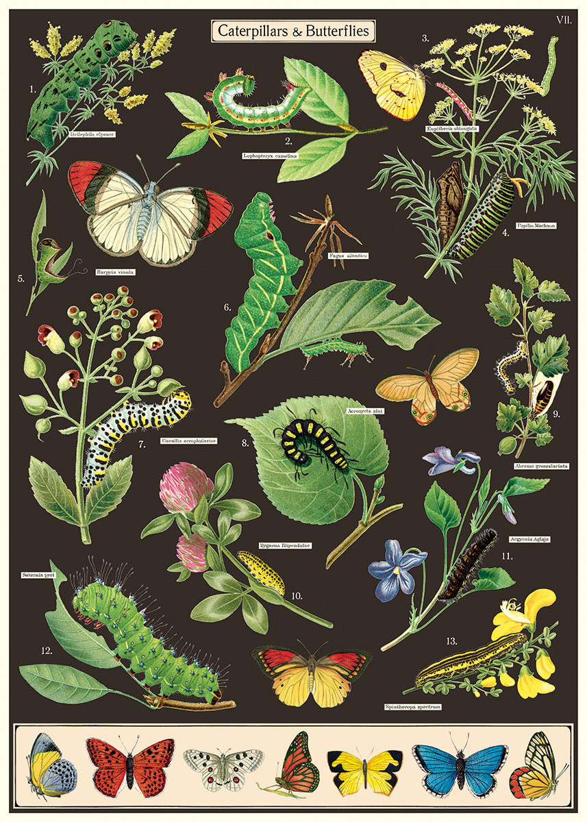 Poster- Caterpillar