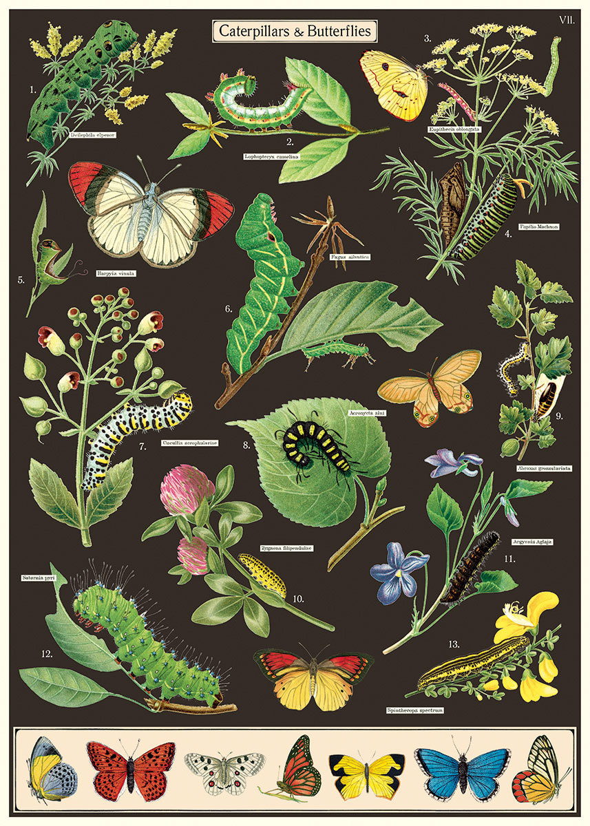 Poster Caterpillars