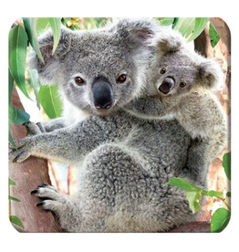 3D Coaster - Koala & Baby