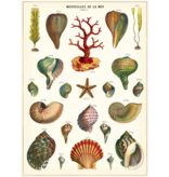 Poster-Shells
