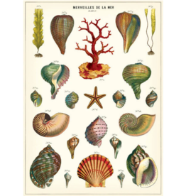 Poster-Shells