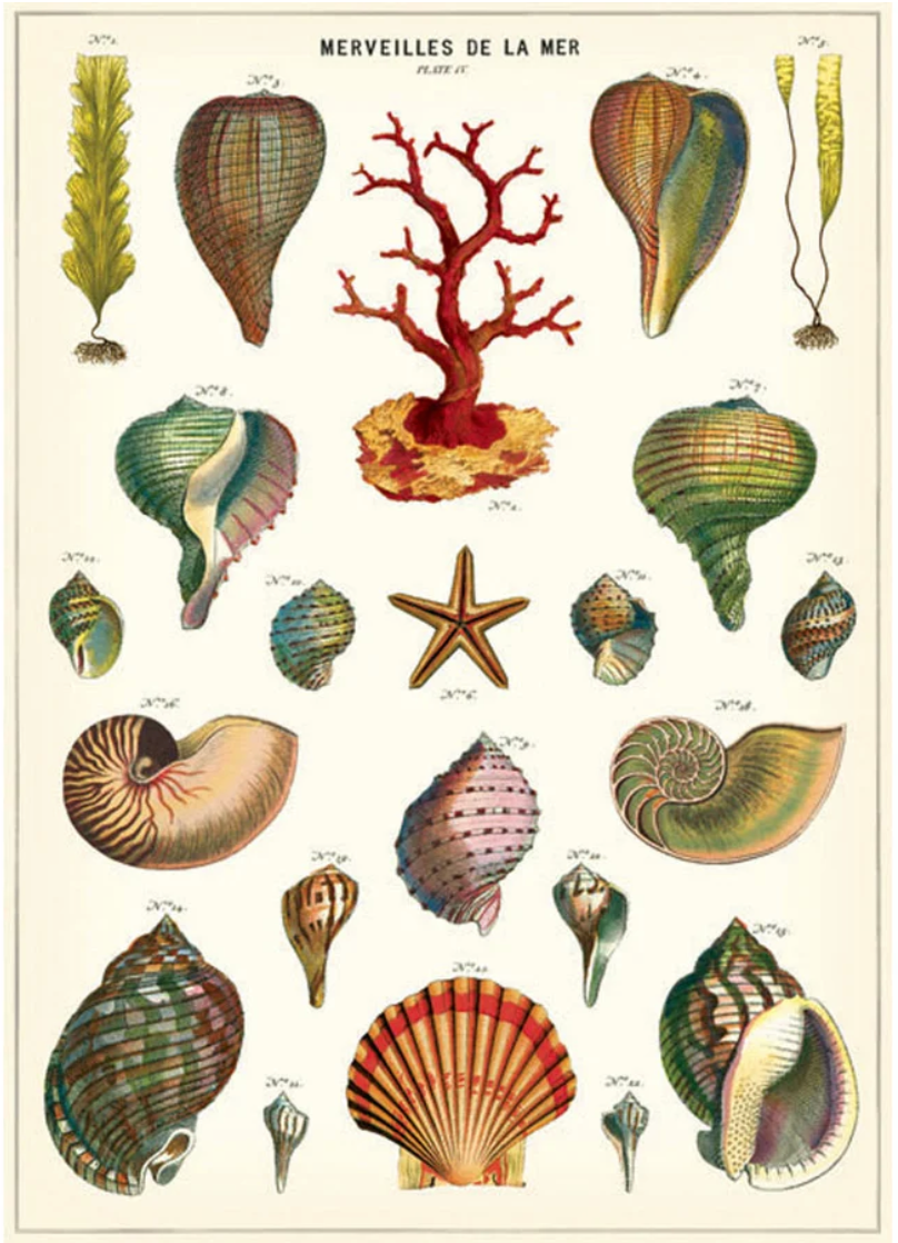 Poster-Shells
