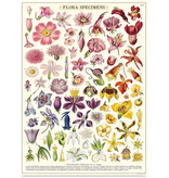Poster Flora Specimens