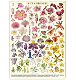 Poster Flora Specimens