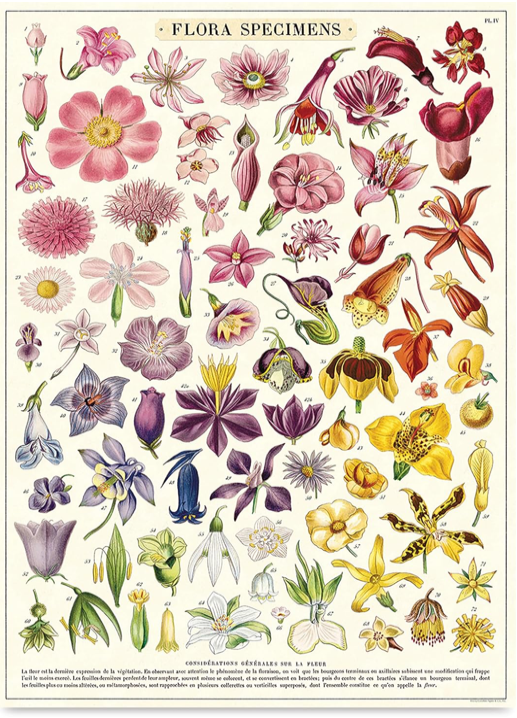 Poster Flora Specimens