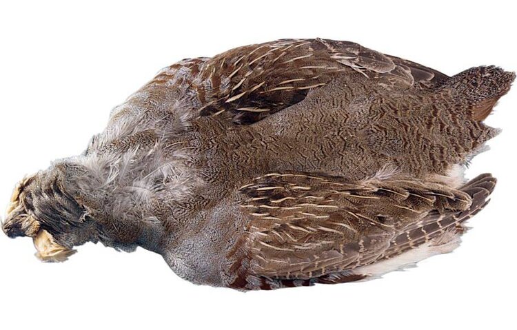 Hareline Dubbin HUNGARIAN PARTRIDGE SKIN #1