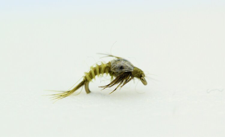 Solitude Fly Company Thorax BWO Emerger