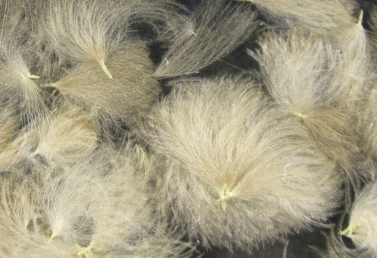 Hareline Dubbin HARELINE CDC OILER PUFFS