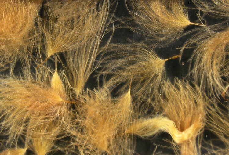 Hareline Dubbin HARELINE CDC OILER PUFFS